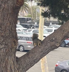 Sciurus niger