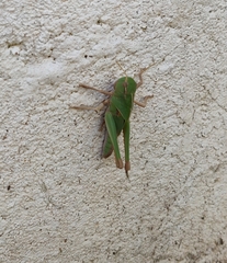 Locusta