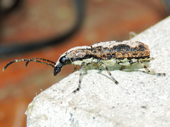 Ptychoderes rugicollis