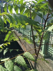 Ailanthus altissima