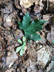 Acer lobelii