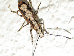 Ptychoderes rugicollis
