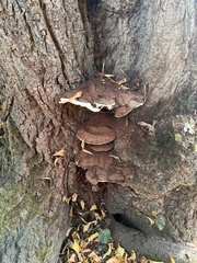 Ganoderma applanatum