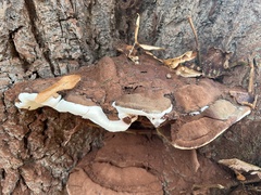 Ganoderma applanatum