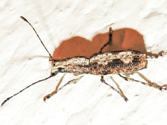 Ptychoderes rugicollis