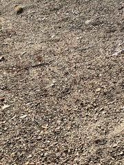 Acanthoscyphus parishii abramsii