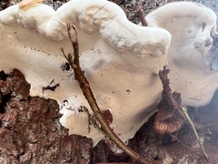 Ganoderma applanatum