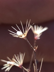 Acanthoscyphus parishii abramsii