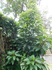 Phytolacca dioica