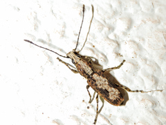 Ptychoderes rugicollis