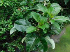 Phytolacca dioica