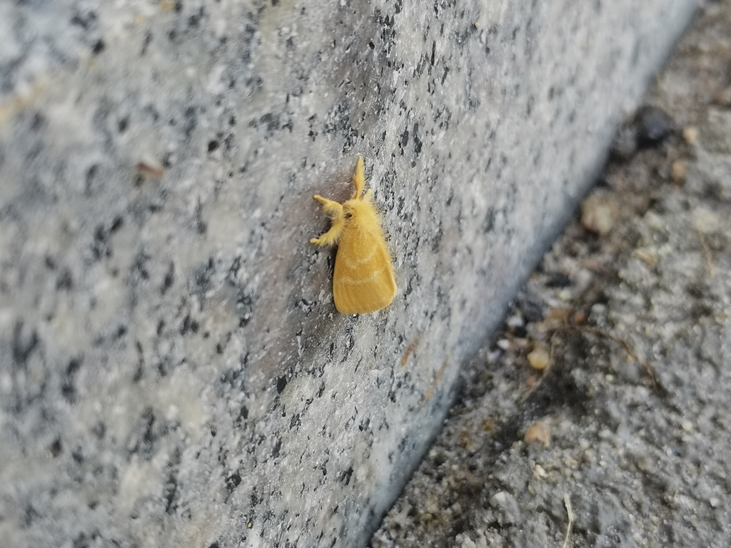 Euproctis varians