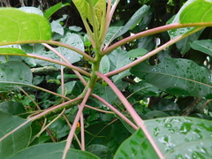 Phytolacca dioica
