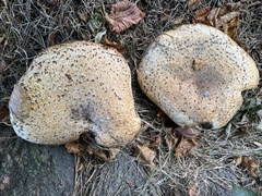 Cerioporus squamosus