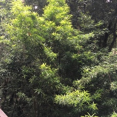 Podocarpus fasciculus