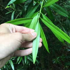 Podocarpus fasciculus