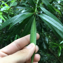 Podocarpus fasciculus