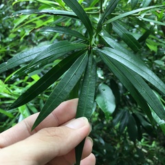 Podocarpus fasciculus