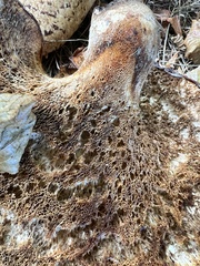 Cerioporus squamosus