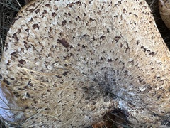 Cerioporus squamosus