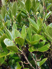 Melicytus chathamicus
