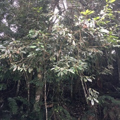 Meliosma callicarpifolia