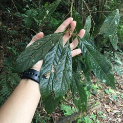Meliosma callicarpifolia