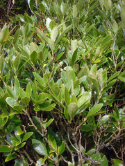 Melicytus chathamicus
