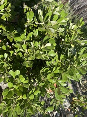 Notholithocarpus densiflorus echinoides