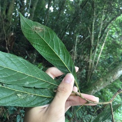 Meliosma callicarpifolia