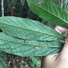 Meliosma callicarpifolia