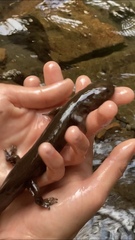 Dicamptodon tenebrosus