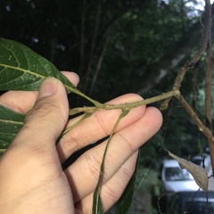 Meliosma callicarpifolia