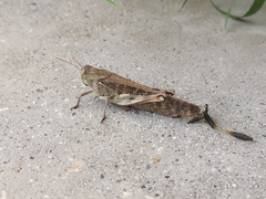 Locusta