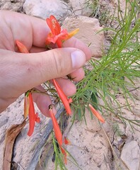 Penstemon barbatus torreyi