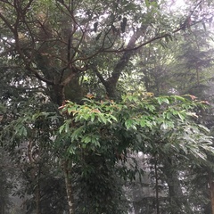 Machilus zuihoensis mushaensis