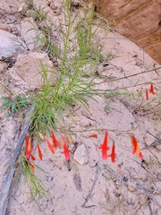 Penstemon barbatus torreyi
