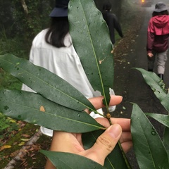 Machilus zuihoensis mushaensis