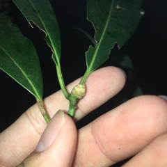 Machilus zuihoensis mushaensis