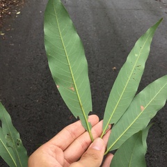 Machilus zuihoensis mushaensis