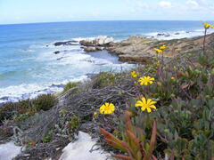 Othonna coronopifolia