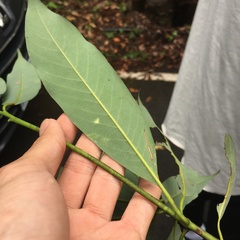 Machilus zuihoensis mushaensis