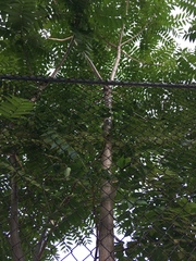 Ailanthus altissima