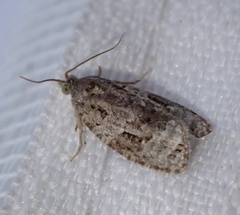 Apotomis lineana