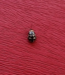 Alagoasa bipunctata perennis