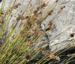 Hypodiscus argenteus
