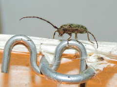 Eupogonius