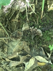 Thelephora multipartita