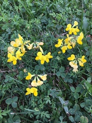 Lotus corniculatus