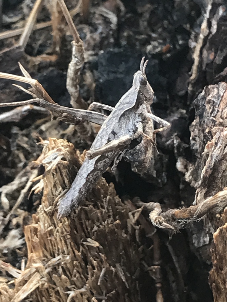 Eumorsea